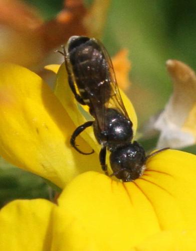 Réf. 219 735 : Hoplitis leucomelana